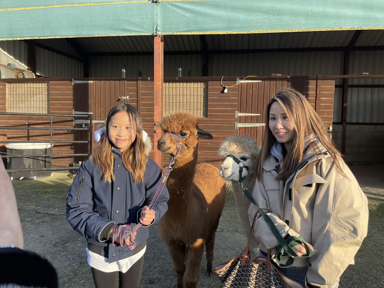 Up-close with two friendly alpacas