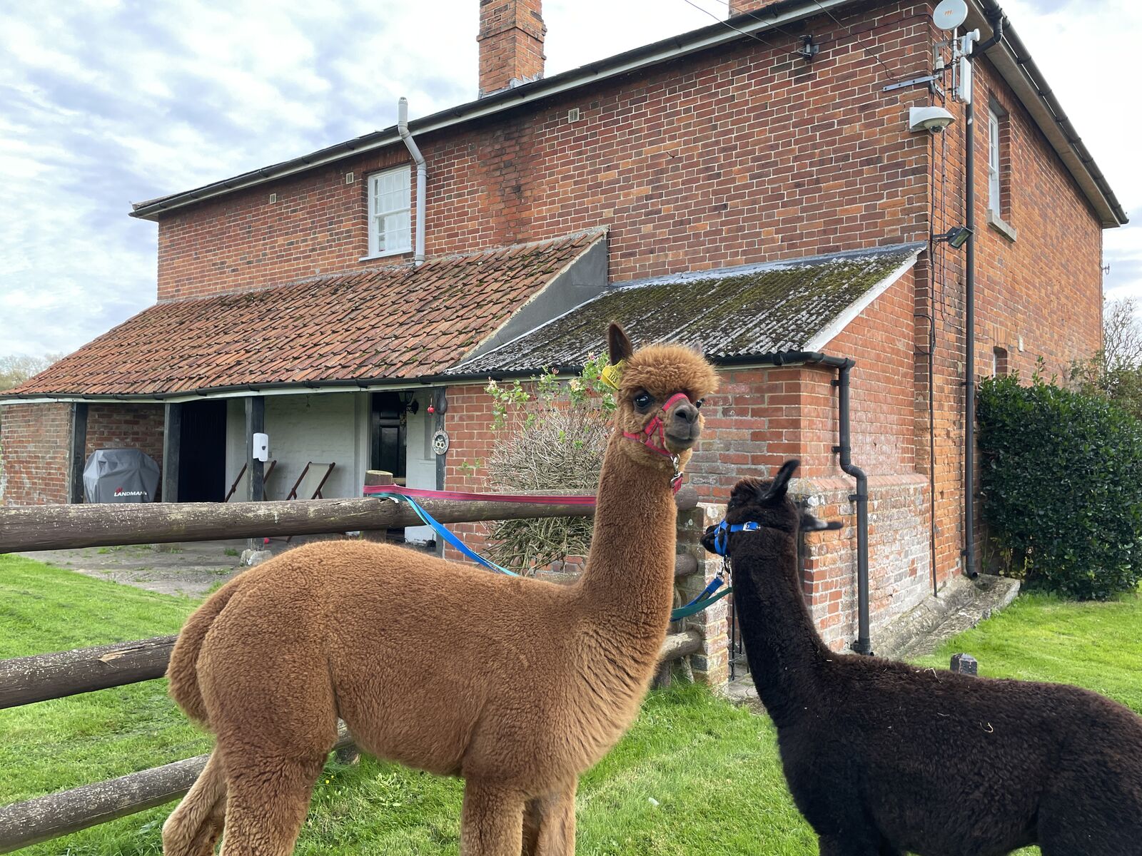 Curious visitors at the farmhouse