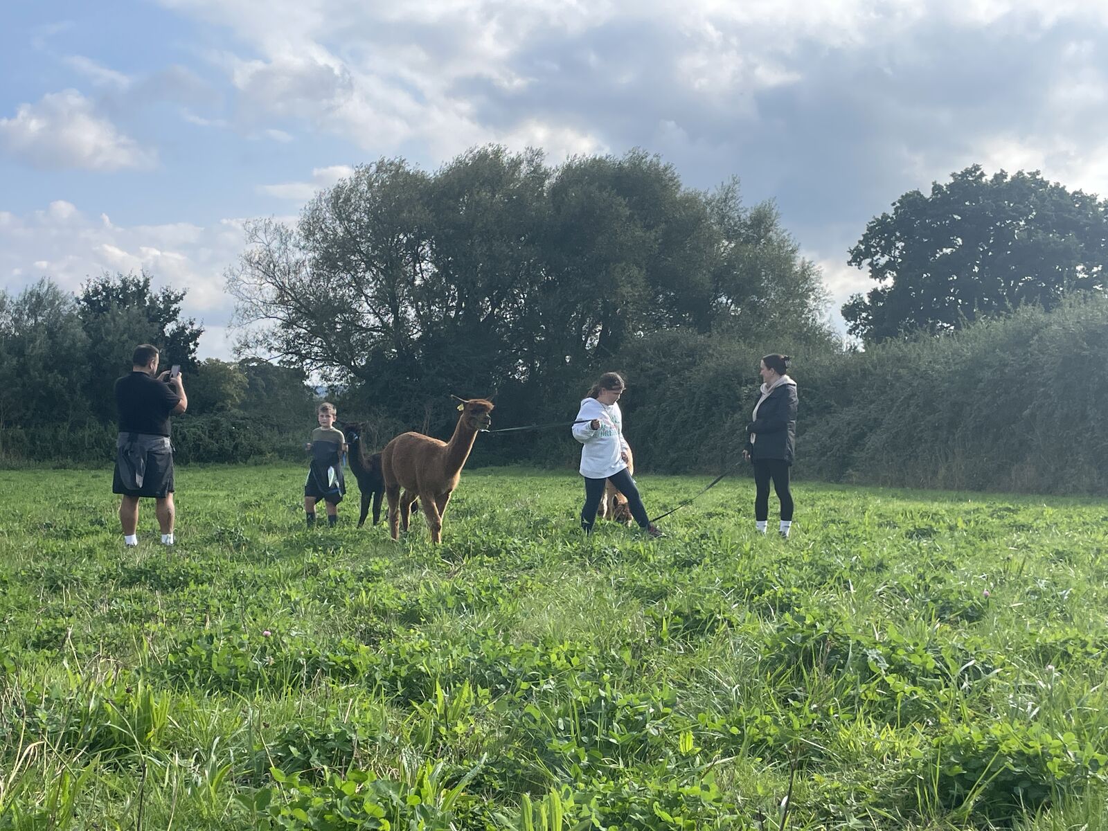 An evening walk in the meadow