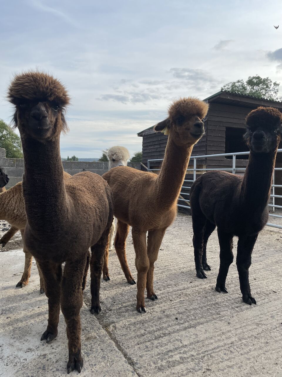 Meeting the herd in the yard