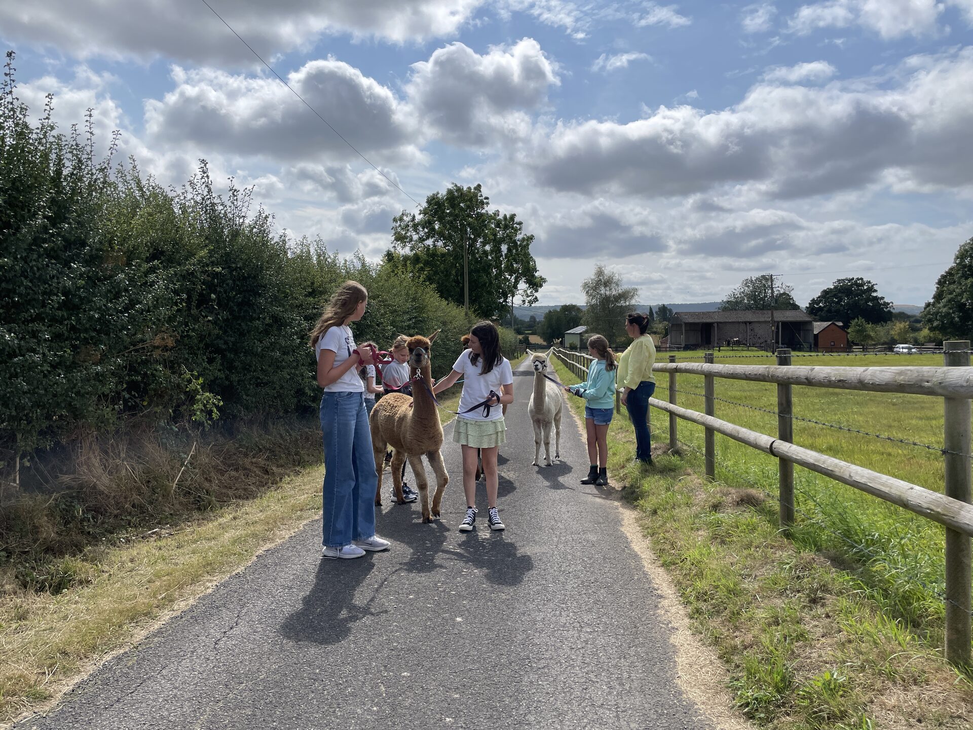 Guests walking alpacas along a country lane at Mill Farm Glamping