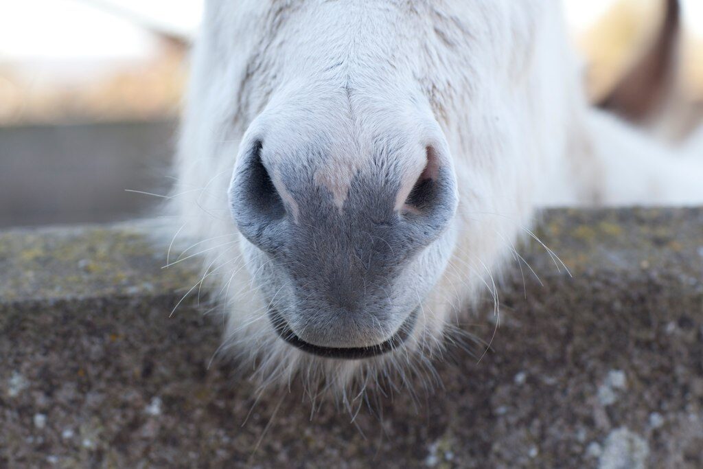 A young girl cuddling one of the friendly donkeys at Mill Farm Glamping